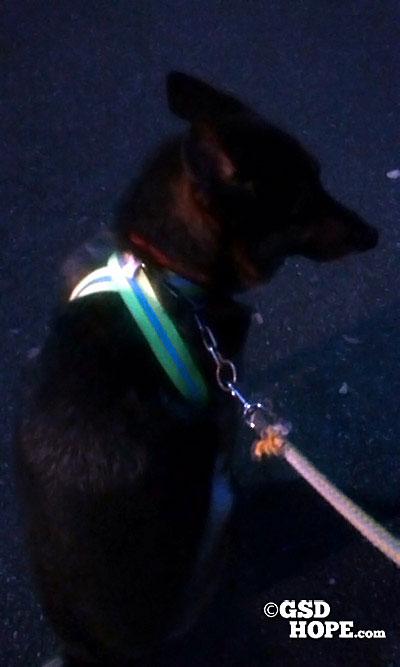 大型犬夜間の散歩おすすめグッズ 使える光る首輪機能紹介2