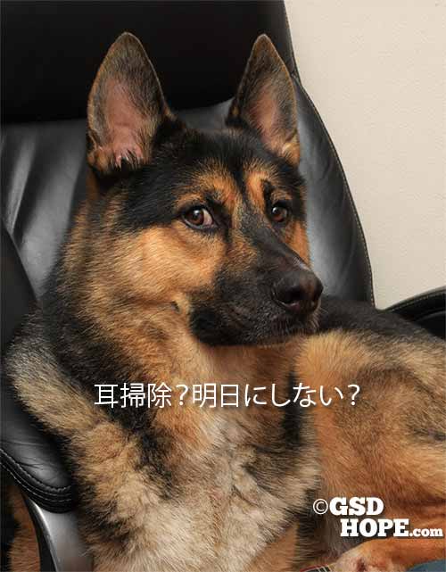 なぜ犬の外耳炎になるのか原因は? なぜ犬の外耳炎になるのか原因は?