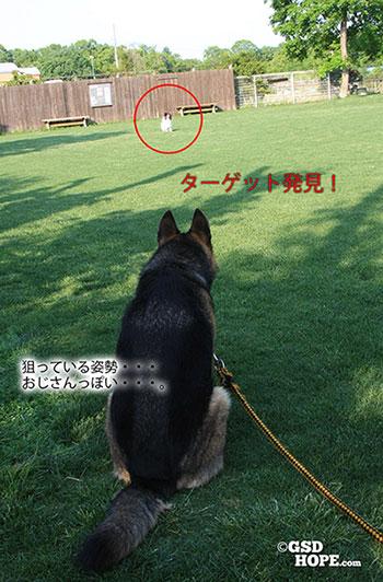 シェパードに探究心と探知力をつける方法2 探求心や探知力を強める時期