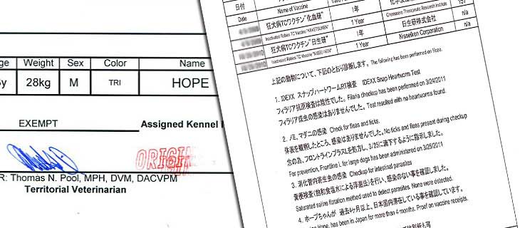 犬と海外旅行。数か月前からの計画は大事 犬と海外旅行。数か月前からの計画は大事
