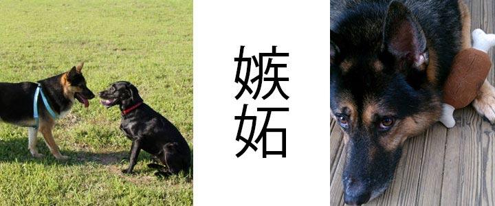 愛の心ぬいぐるみでも犬が嫉妬する