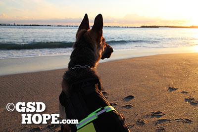 自分や愛犬を信じること 自分や愛犬を信じること