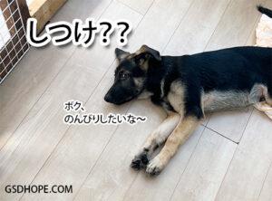 犬のしつけが必要?