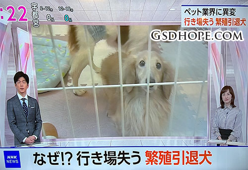 繁殖引退犬の里親問題