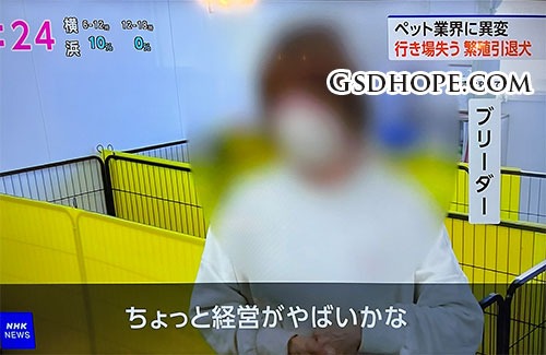 繁殖引退犬の里親問題2