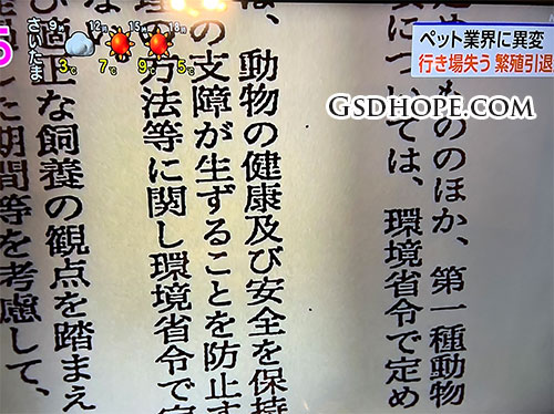繁殖引退犬の里親問題3