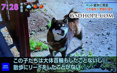 繁殖引退犬の里親問題5