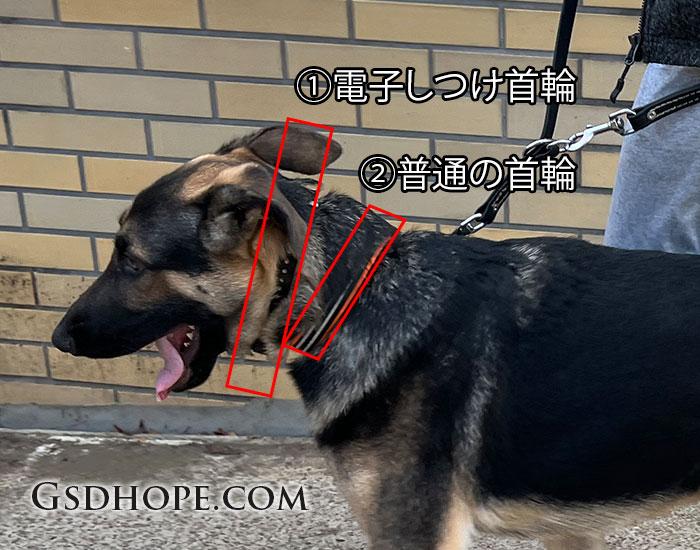 電子しつけ首輪の正しい装着方法・使い方