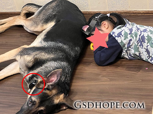 電子しつけ首輪の使い方、応用編
