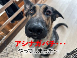 犬が蜂に刺されたら　シェパード