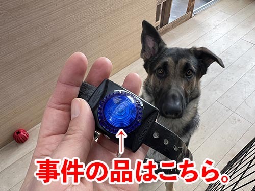 犬ボタン電池食べた可能性