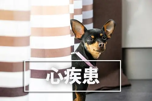 飼い主が知っておきたい犬の病気:心疾患