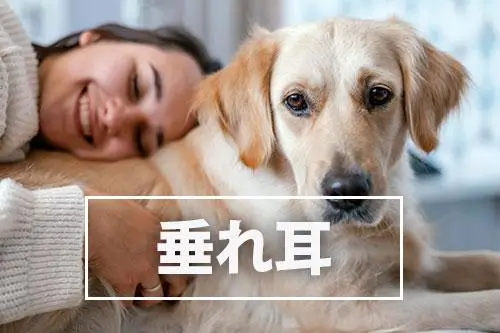 飼い主が知っておきたい犬の病気:外耳炎