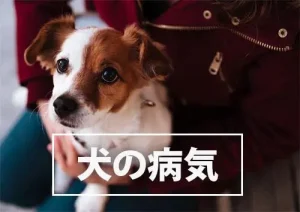 飼い主が知っておきたい犬の病気