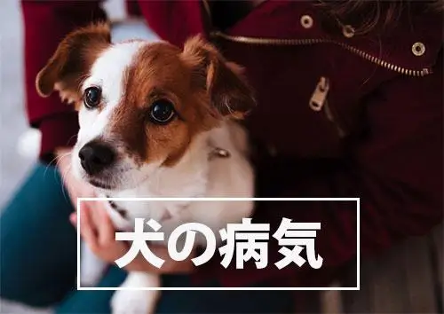 飼い主が知っておきたい犬の病気