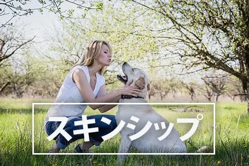 飼い主が知っておきたい犬の病気:スキンシップ